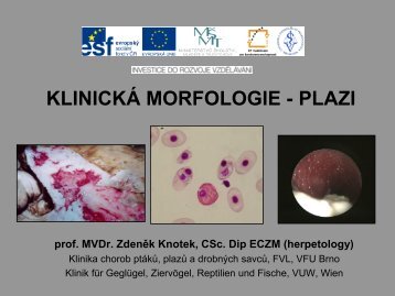 KLINICKÃ MORFOLOGIE - PLAZI