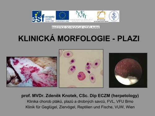 KLINICKÃ MORFOLOGIE - PLAZI