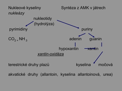 KLINICKÃ MORFOLOGIE - PLAZI