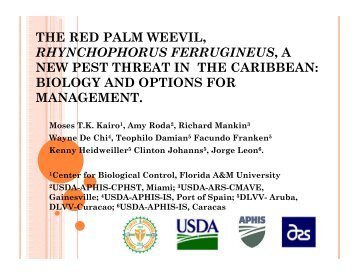 the red palm weevil, rhynchophorus ferrugineus, a new ... - CEDAF