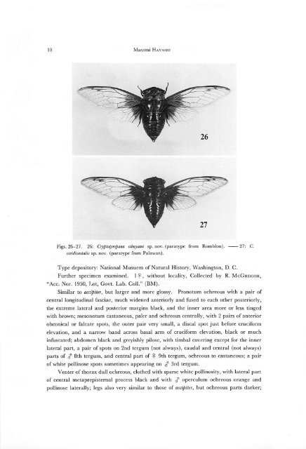 A Revision of the Genus Cryptotympana (Homoptera, Cicadidae)