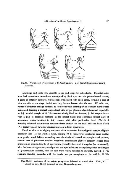 A Revision of the Genus Cryptotympana (Homoptera, Cicadidae)