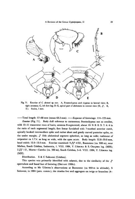 A Revision of the Genus Cryptotympana (Homoptera, Cicadidae)