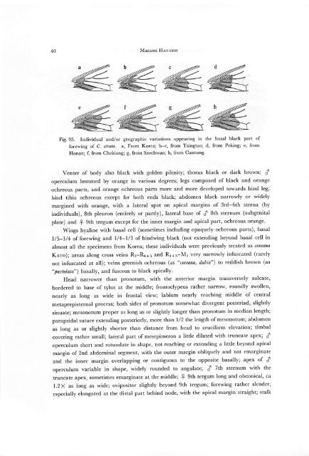 A Revision of the Genus Cryptotympana (Homoptera, Cicadidae)