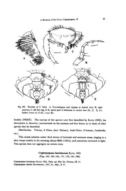 A Revision of the Genus Cryptotympana (Homoptera, Cicadidae)