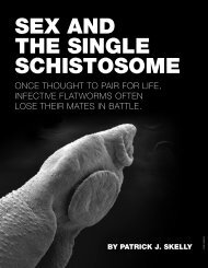 sex and the single schistosome - Web Hosting at UMass Amherst