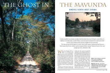 The ghost in the Mavunda: birding north-west Zambia