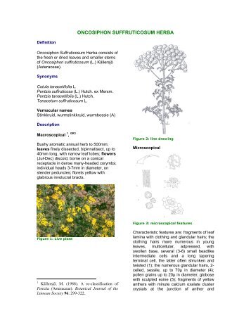 ONCOSIPHON SUFFRUTICOSUM HERBA - PlantZAfrica