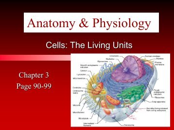 Anatomy & Physiology - Arkansas State University