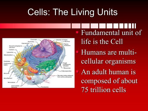 Anatomy & Physiology - Arkansas State University