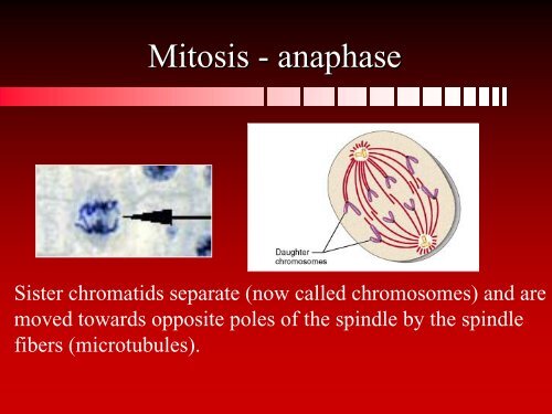 Anatomy & Physiology - Arkansas State University