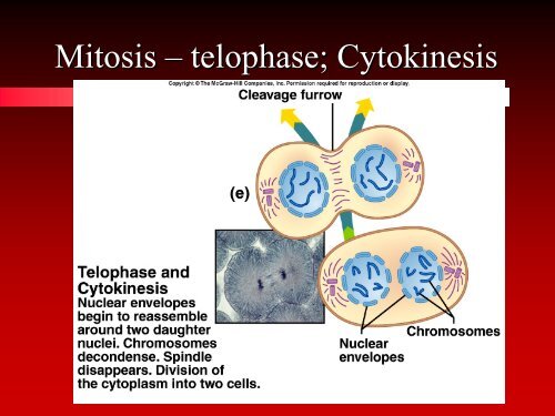 Anatomy & Physiology - Arkansas State University