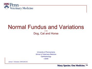 Normal Fundus and Variations in the - DSau