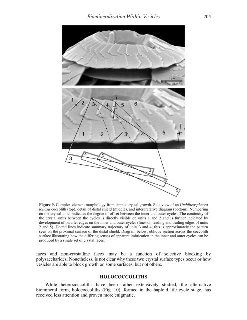 Biomineralization Within Vesicles: The Calcite of Coccoliths