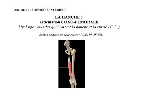 ANATOMIE : LE MEMBRE INFERIEUR - Fichier PDF