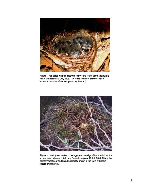 Breeding, Migratory, and Wintering Birds of the Northern ... - Eco-Index
