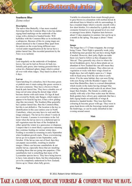 Southern Blue Zizina oxleyi - NZ Butterfly Info