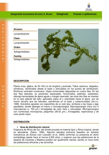 Selaginela KraussÂ´s spikemoss - Interreg Bionatura
