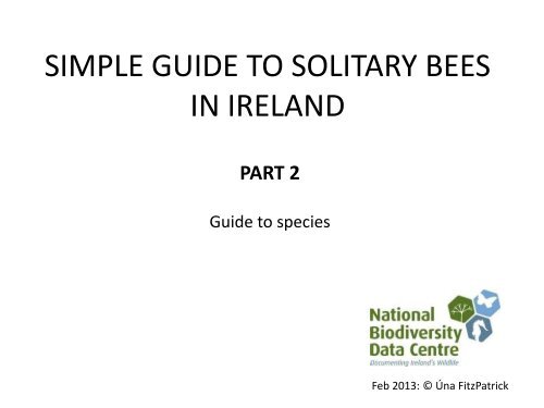 Simple guide to solitary bees in Ireland_ part 2 - Pollinators