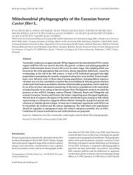 Mitochondrial phylogeography of the Eurasian beaver Castor fiber L.