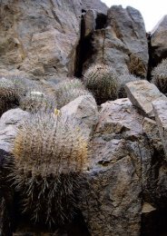 Cactus & Co. â Editoriale - Cacti Guide