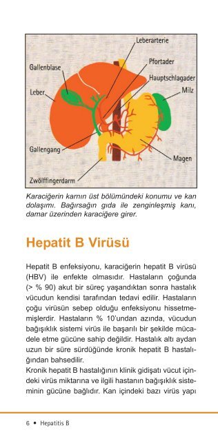 Hepatit B VirÃ¼sÃ¼