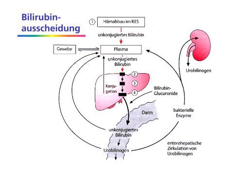 Ikterus - Institut für Klinische Chemie - UniversitätsSpital Zürich