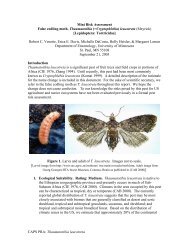 Thaumatotibia leucotreta Mini Risk Assessment False codling moth