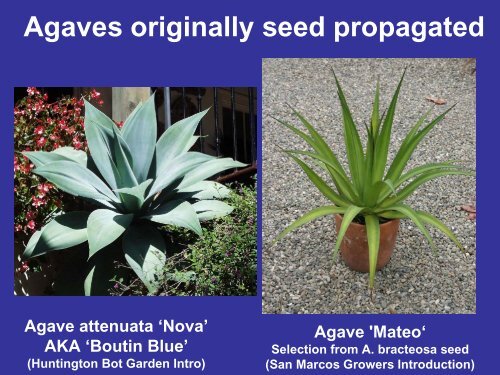 Methods of Agave Propagation Randy Baldwin San Marcos Growers