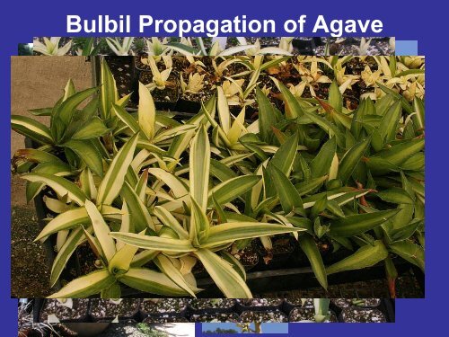 Methods of Agave Propagation Randy Baldwin San Marcos Growers