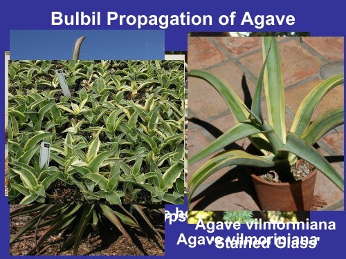 Methods of Agave Propagation Randy Baldwin San Marcos Growers