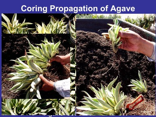 Methods of Agave Propagation Randy Baldwin San Marcos Growers