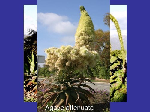 Methods of Agave Propagation Randy Baldwin San Marcos Growers