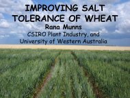 Presentation: Improving salt tolerance of wheat - The UWA Institute ...