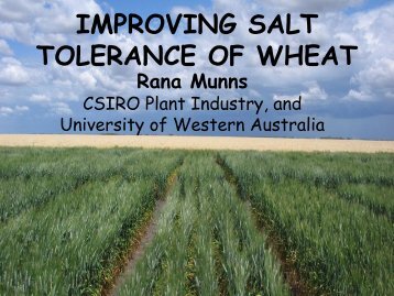 Presentation: Improving salt tolerance of wheat - The UWA Institute ...