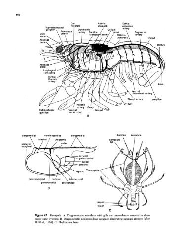 140 Cor frontale Supraesophageal ganglion . . K Antennary Optic ...