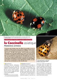 la Coccinelle asiatique