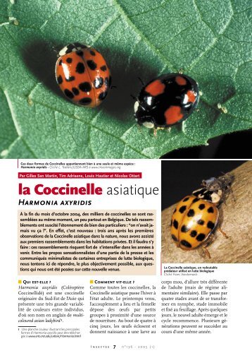 la Coccinelle asiatique