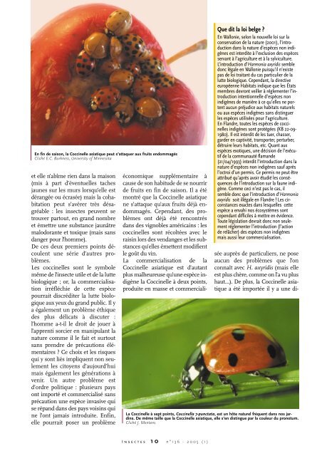 la Coccinelle asiatique