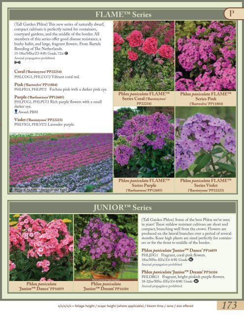 Phlox-Scabiosa - Proven Winners