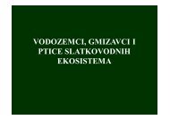 vodozemci, gmizavci i ptice slatkovodnih ekosistema - Raka Web