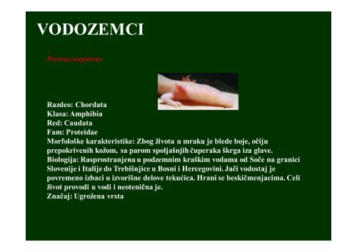 vodozemci, gmizavci i ptice slatkovodnih ekosistema - Raka Web