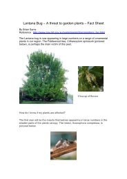 Lantana Bug factsheet - Wattletree Horticultural Services