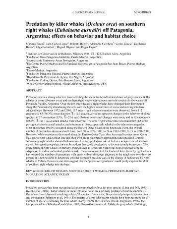 Predation by killer whales (Orcinus orca) on southern right whales ...