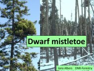 Dwarf mistletoe