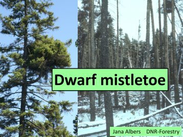 Dwarf mistletoe