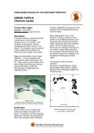 GREEN TURTLE Chelonia mydas