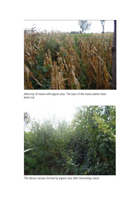 Conservation agriculture Tanzania_casestudy.pdf - Sokoine ...