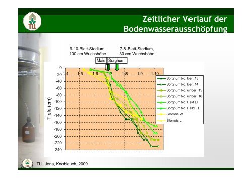 Wassernutzungseffizienz von Mais und Sorghum - TLL