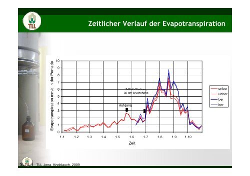 Wassernutzungseffizienz von Mais und Sorghum - TLL